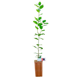 Encina de 2 años - Planta...