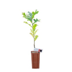 Roble cerris de 2 años -...