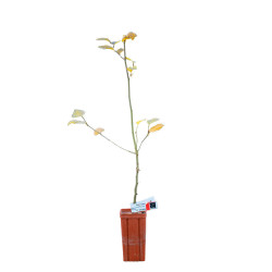 Charme commun de 2 ans -...